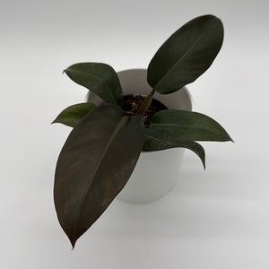 Philodendron Black Cardinal