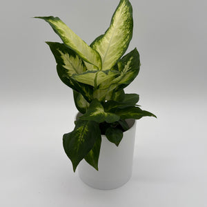 Dieffenbachia ‘Camille’