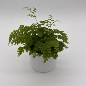 Maidenhair Fern