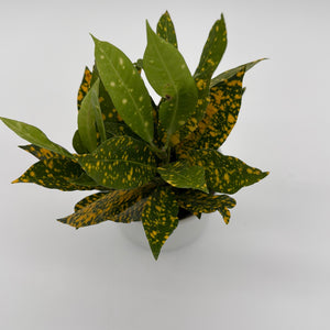 Croton Golden Dust