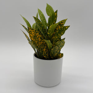 Croton Golden Dust