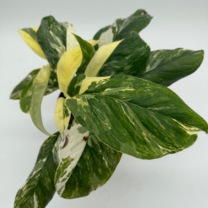 Variegated Monstera Lechleriana