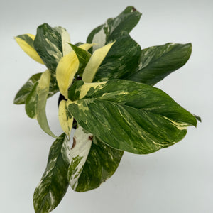 Variegated Monstera Lechleriana