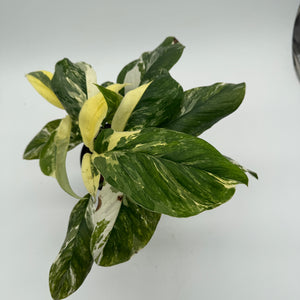 Variegated Monstera Lechleriana