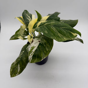 Variegated Monstera Lechleriana