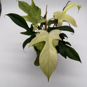 Philodendron Florida Ghost Mint