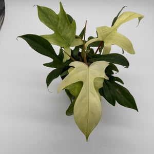 Philodendron Florida Ghost Mint