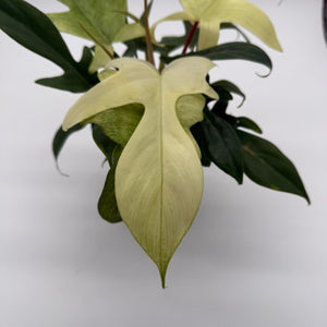 Philodendron Florida Ghost Mint