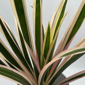 Neoregelia ‘Albo’