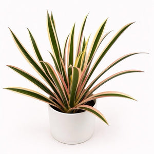 Neoregelia ‘Albo’