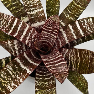 Neoregelia ‘Lava’