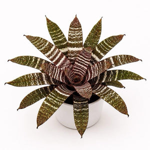 Neoregelia ‘Lava’