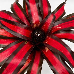 Neoregelia ‘Pimento’
