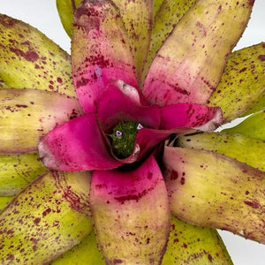 Neoregelia ‘Sibella’