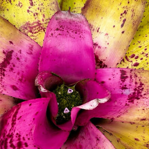 Neoregelia ‘Sibella’