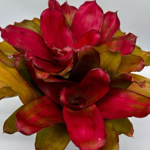 Neoregelia ‘Sexy Pink’