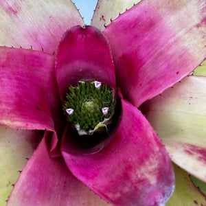 Neoregelia ‘Amber Pride’