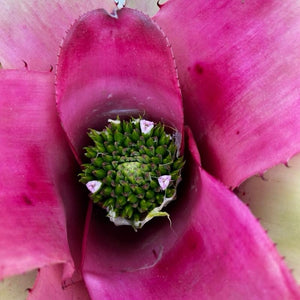 Neoregelia ‘Amber Pride’