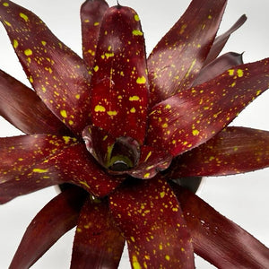 Neoregelia ‘Tossed Salad’
