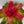 Neoregelia ‘Mariah’