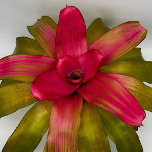Neoregelia ‘Mariah’