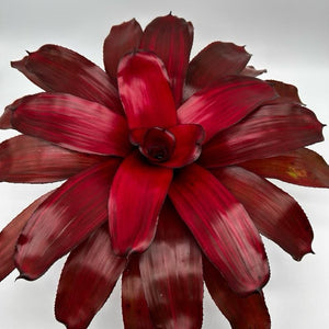 Neoregelia ‘Malbec’