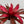 Neoregelia ‘Red Chestnut’