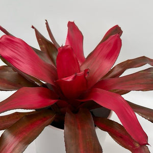 Neoregelia ‘Red Chestnut’