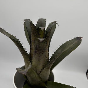 Hohenbergia Edmundii