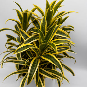 Variegated Dracaena Reflexa