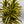 Variegated Dracaena Reflexa