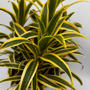 Variegated Dracaena Reflexa
