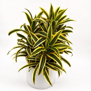 Variegated Dracaena Reflexa