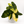 Variegated Philodendron Burle Marx