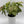 Syngonium Pink Confetti
