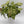 Syngonium Pink Confetti