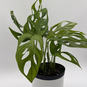 Monstera Esqueleto