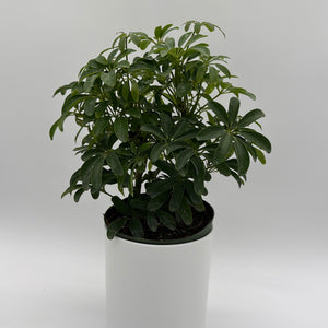 Umbrella Tree