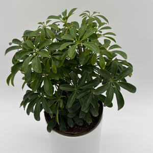 Umbrella Tree