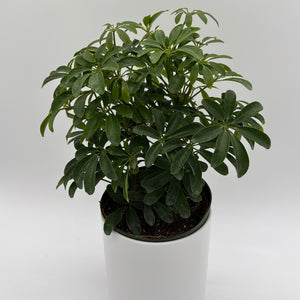 Umbrella Tree