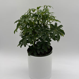 Umbrella Tree