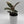 Variegated Ficus Tineke