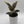 Variegated Ficus Tineke
