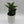 Platycerium Bifurcatum (Staghorn Fern)
