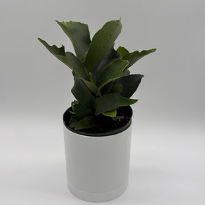 Platycerium Bifurcatum (Staghorn Fern)