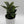 Platycerium Bifurcatum (Staghorn Fern)