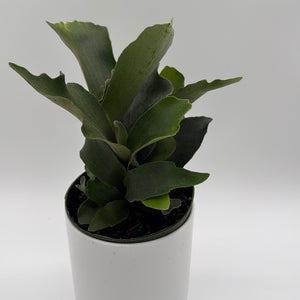 Platycerium Bifurcatum (Staghorn Fern)