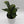 Platycerium Bifurcatum (Staghorn Fern)
