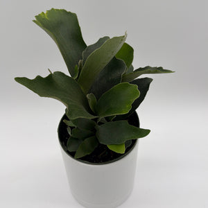 Platycerium Bifurcatum (Staghorn Fern)