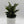 Platycerium Bifurcatum (Staghorn Fern)